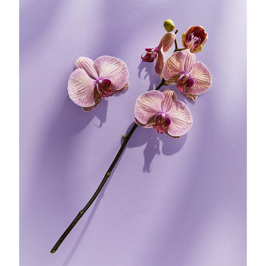 NIVEA  Shower Pflegedusche Care & Cashmere 