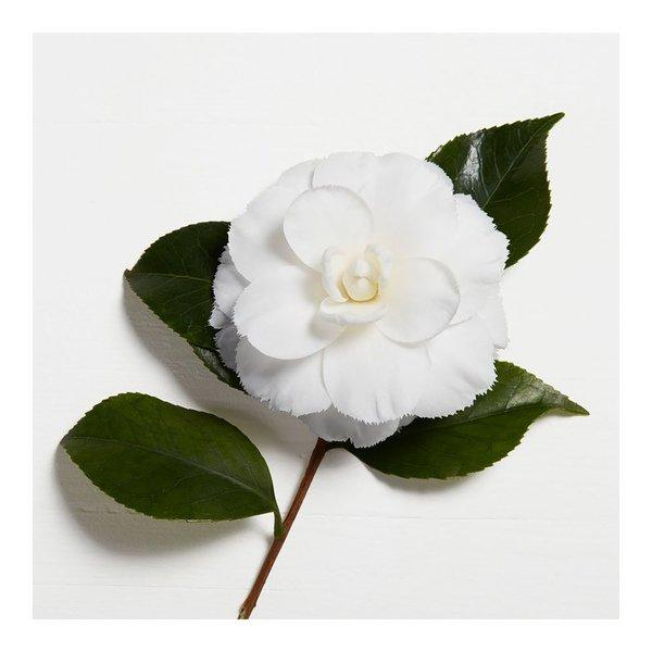 Kérastase STYLING LAQUE MATERIALISTE
 Elixir Ultime Le Fondant Nourishing Conditioner 