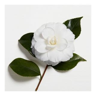 Kérastase STYLING LAQUE MATERIALISTE
 Elixir Ultime Le Fondant Nourishing Conditioner 