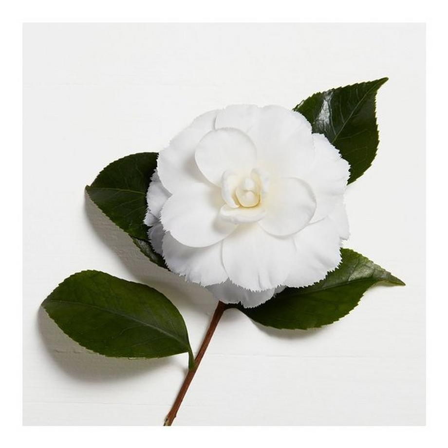 Kérastase STYLING LAQUE MATERIALISTE
 Elixir Ultime Le Fondant Nourishing Conditioner 