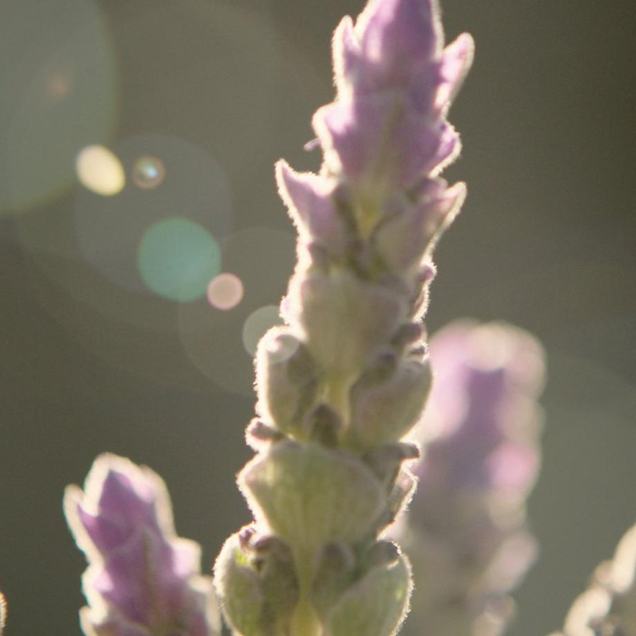 GUCCI Guilty, Eau de Toilette For Him  