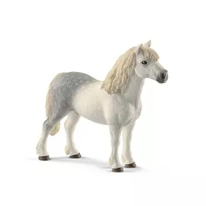 13871 Hongre-pony Welsh