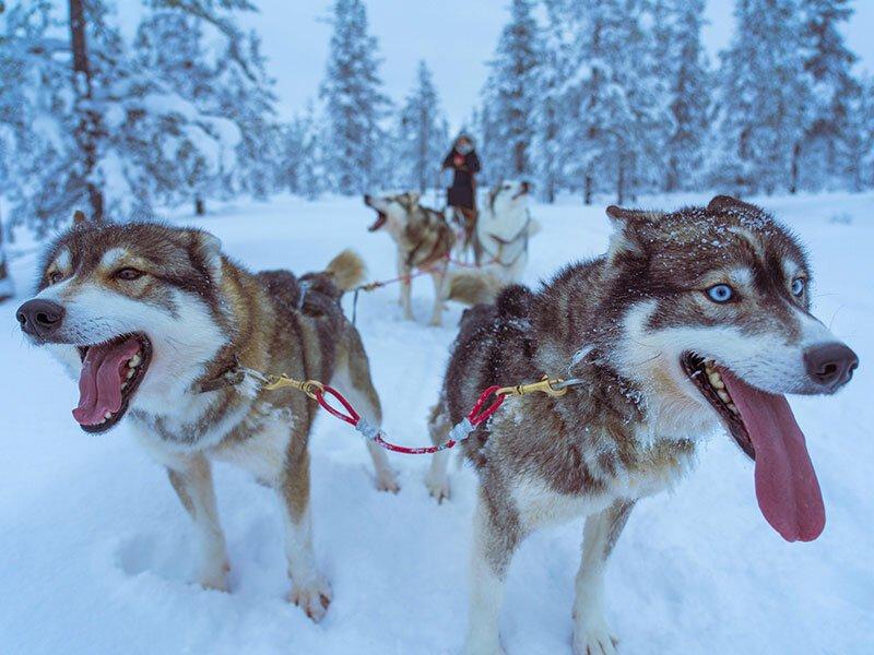 Smartbox  Romantisches Abenteuer unter dem Nordlicht mit Husky-Fahrt in Norwegen - Geschenkbox 