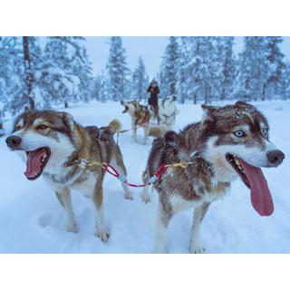 Smartbox  Romantisches Abenteuer unter dem Nordlicht mit Husky-Fahrt in Norwegen - Geschenkbox 