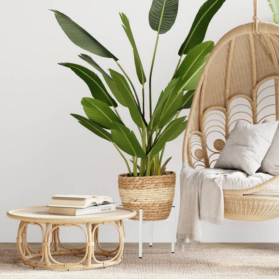 B2X Support pour plantes réglable Ensemble de 2  