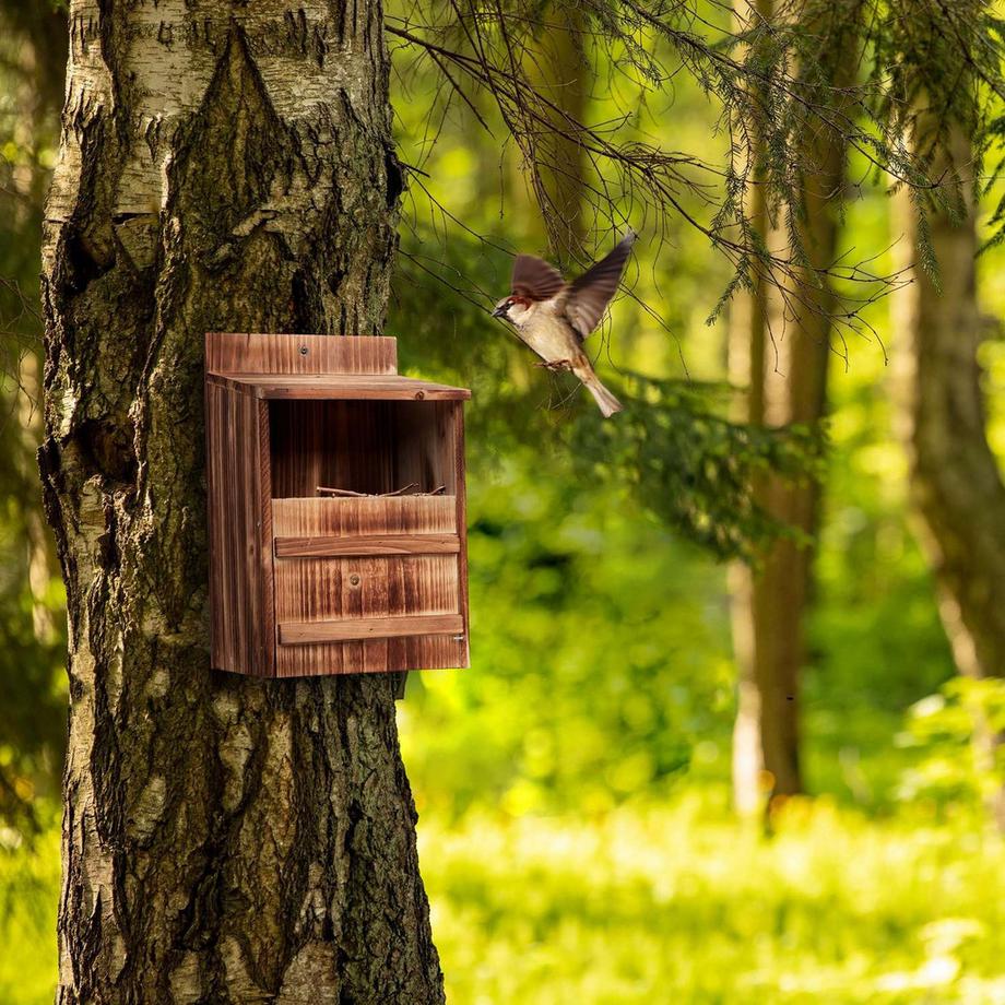 B2X  Nistkasten für Vögel, die in Halbhöhlen nisten 