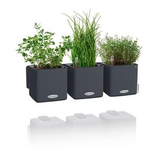 Lechuza Green Wall Home Kit  