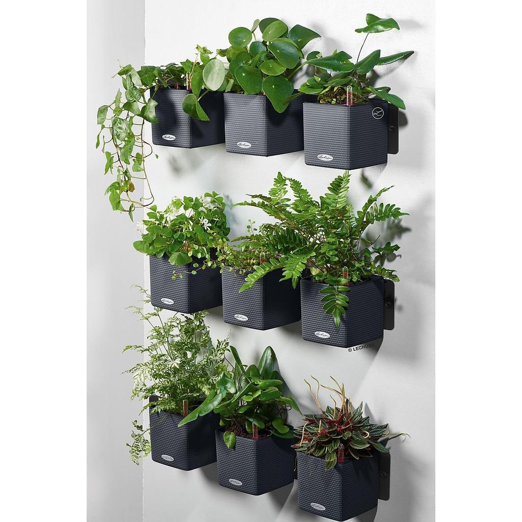 Lechuza Green Wall Home Kit  