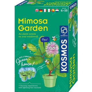 Kosmos  Kosmos Mimosa Garden 