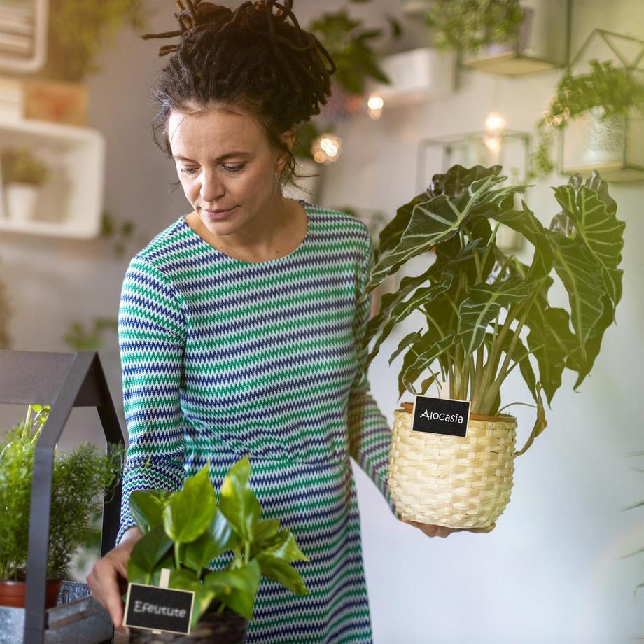 B2X 20 morsetti per assi di legno  