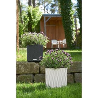 Lechuza Trend Collection CUBE Cottage all-in-one  