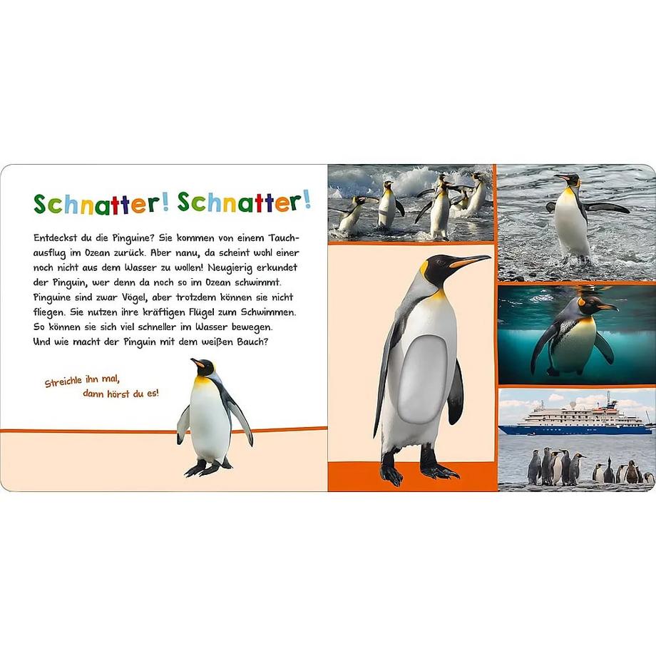 Hör mal rein, wer kann das sein? - Im Ozean Kein Autor Gebundene Ausgabe 