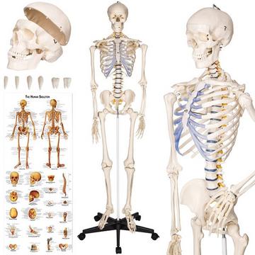 Modello anatomico dello scheletro umano con muscoli ed ossa indicati