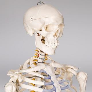 Tectake  Modello anatomico dello scheletro umano con muscoli ed ossa indicati 