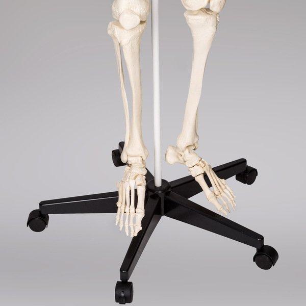 Tectake  Modello anatomico dello scheletro umano con muscoli ed ossa indicati 