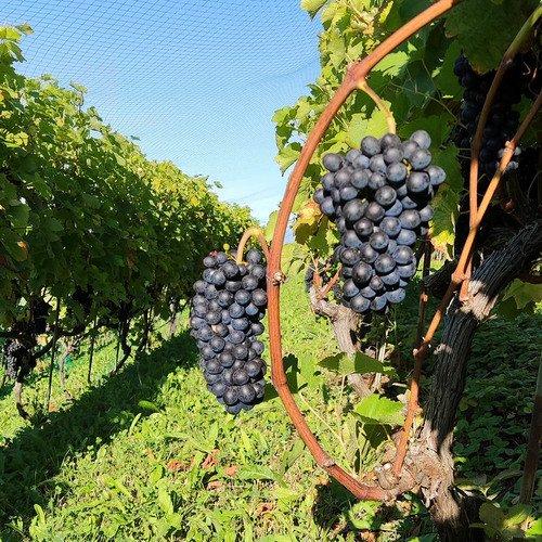 Image of Lehrreiche Wanderung Durch Die Weinberge Von Lavaux (für 2 Personen) Unisex