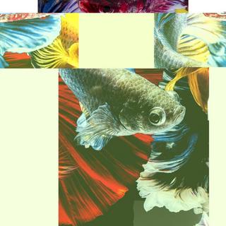 KARE Design Tableau en verre Colorful Swarm Fish 120x120  