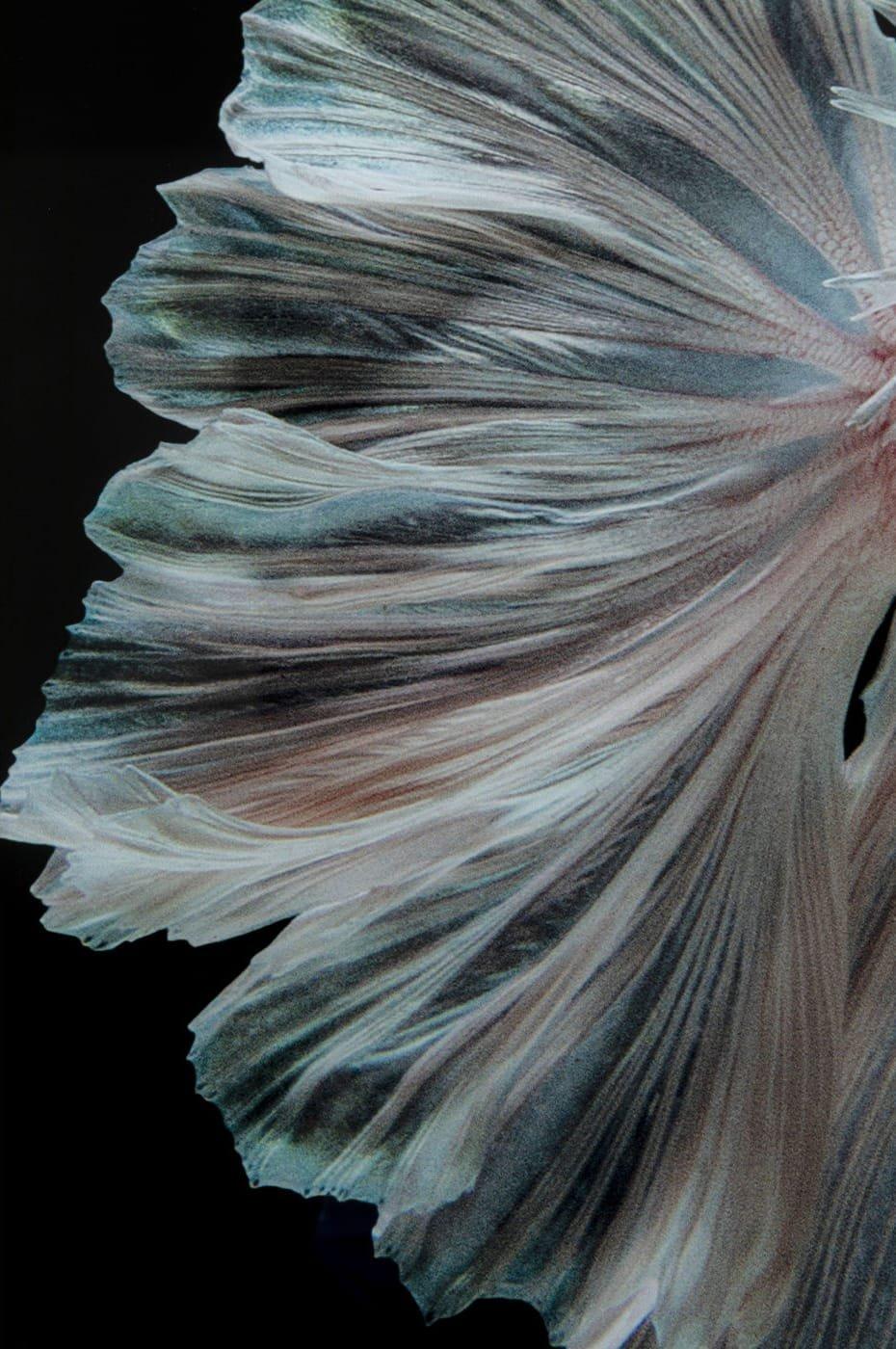 KARE Design Tableau en verre Colorful Swarm Fish 120x120  