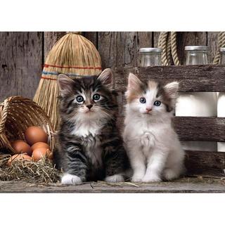 Clementoni  Clementoni puzzel Lovely Kittens - 1000 stukjes 