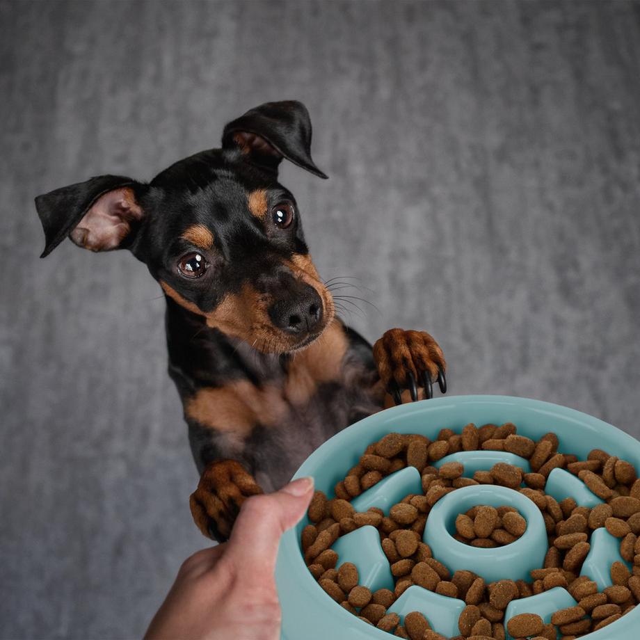 B2X  Anti-Schlingschüssel 550 ml 