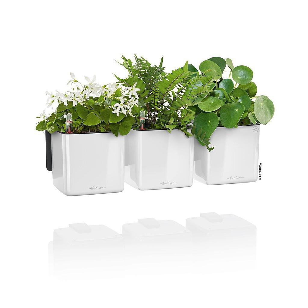 Lechuza Green Wall Home Kit  