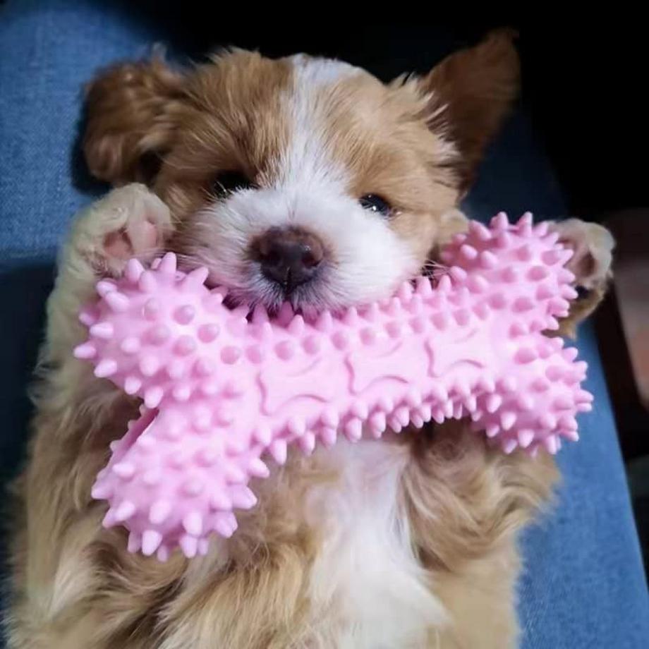 Alopini  Jouet pour chien, jouet à mâcher pour chiens, jouet à mâcher agressif pour chiots/petits et moyens chiens avec balle et cordes en coton. 