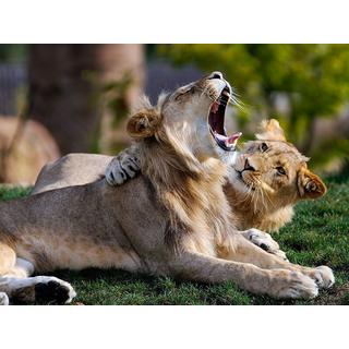 Smartbox  Spass und Entdeckung im ZooParc de Beauval für 2 Erwachsene und 1 Kind - Geschenkbox 