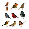 Gameloot Pack de Stickers - Petits Oiseaux  