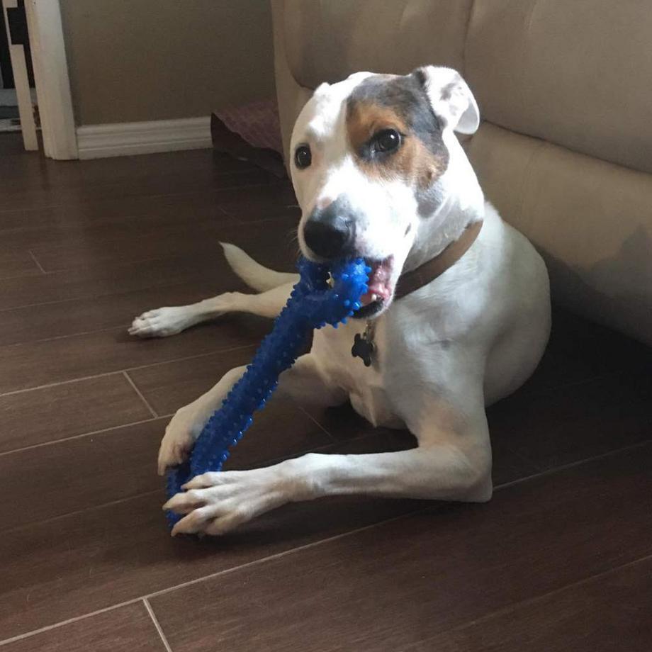 Alopini  Robustes Hundespielzeug in Form eines Kauknochens aus Hartgummi mit konvexem Design 