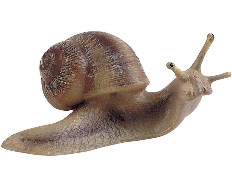 Image of Animal World Weinbergschnecke
