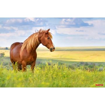 KOLMA Schreibunterlage 35.555.20 Pferd 50x34cm