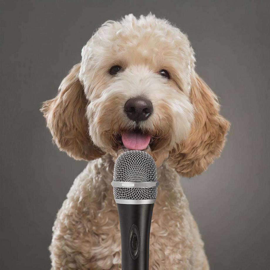 Nedis  Gewindemikrofon | Kardioid | Abnehmbares Kabel | 5.00 m | 50 Hz - 15 kHz | 600 Ohm | -72 db | Ein / Aus -Taste | Koffer enthalten | Metall | Grauschwarz 