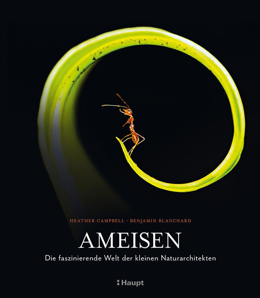 Ameisen Campbell, Heather; Blanchard, Benjamin; Niehaus, Monika (Übersetzung) Copertina rigida 