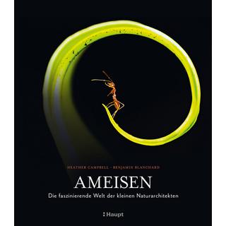 Ameisen Campbell, Heather; Blanchard, Benjamin; Niehaus, Monika (Übersetzung) Copertina rigida 