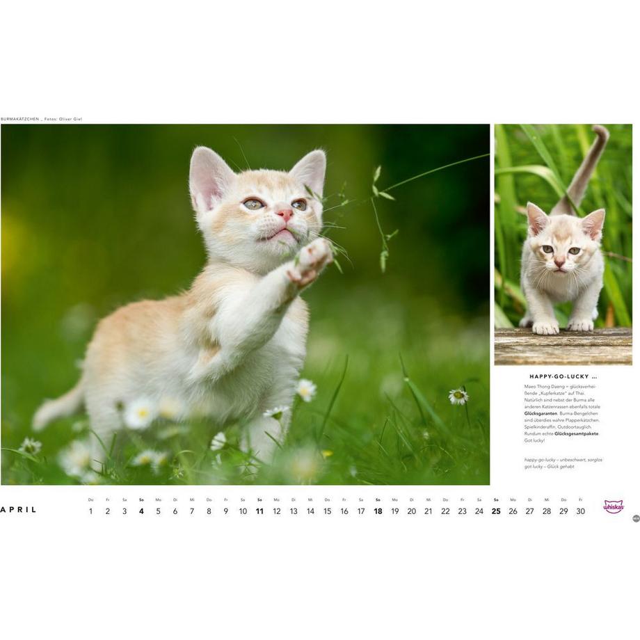 Heye Bildkalender Whiskas Katzen  