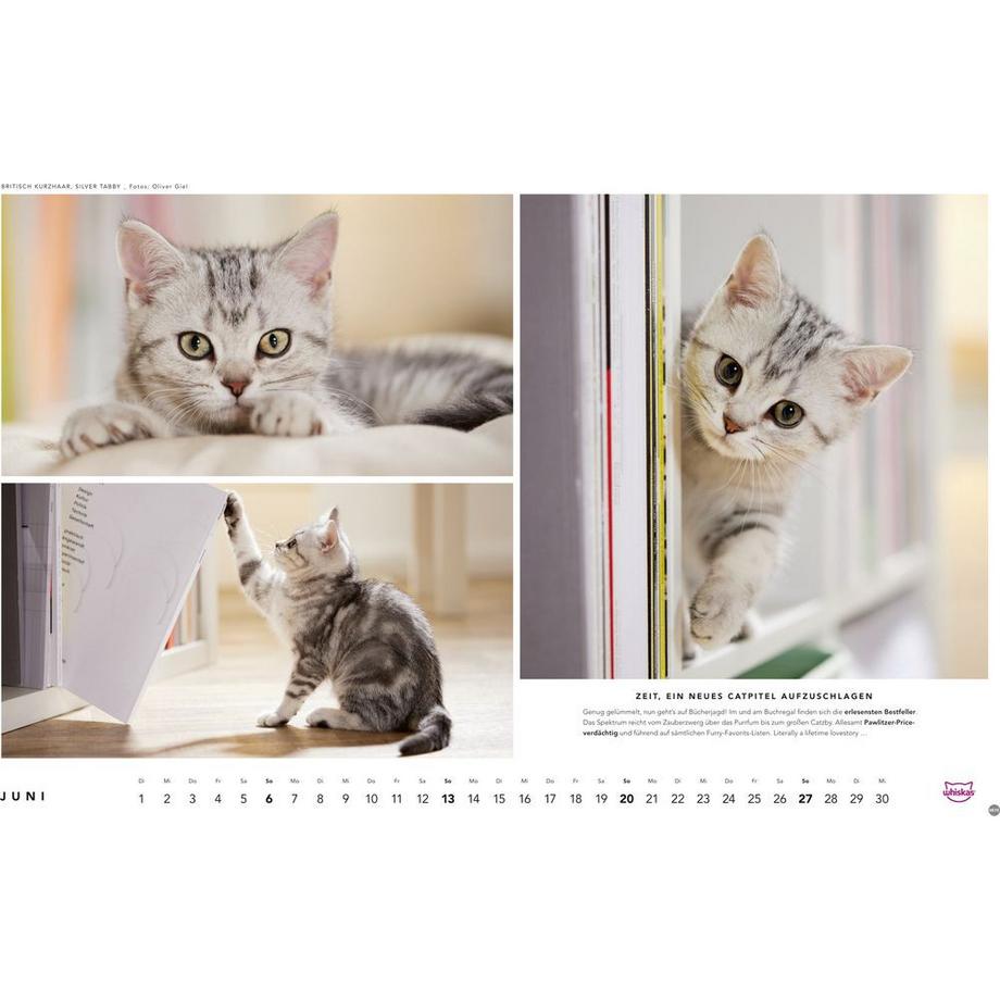 Heye Bildkalender Whiskas Katzen  
