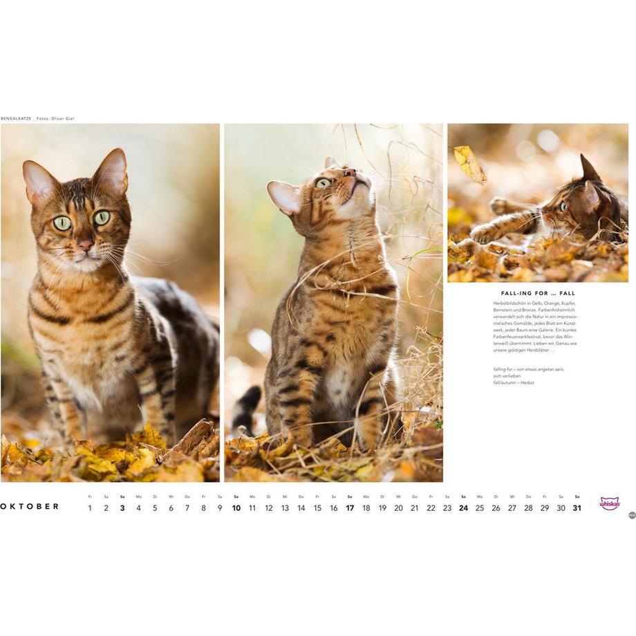 Heye Bildkalender Whiskas Katzen  