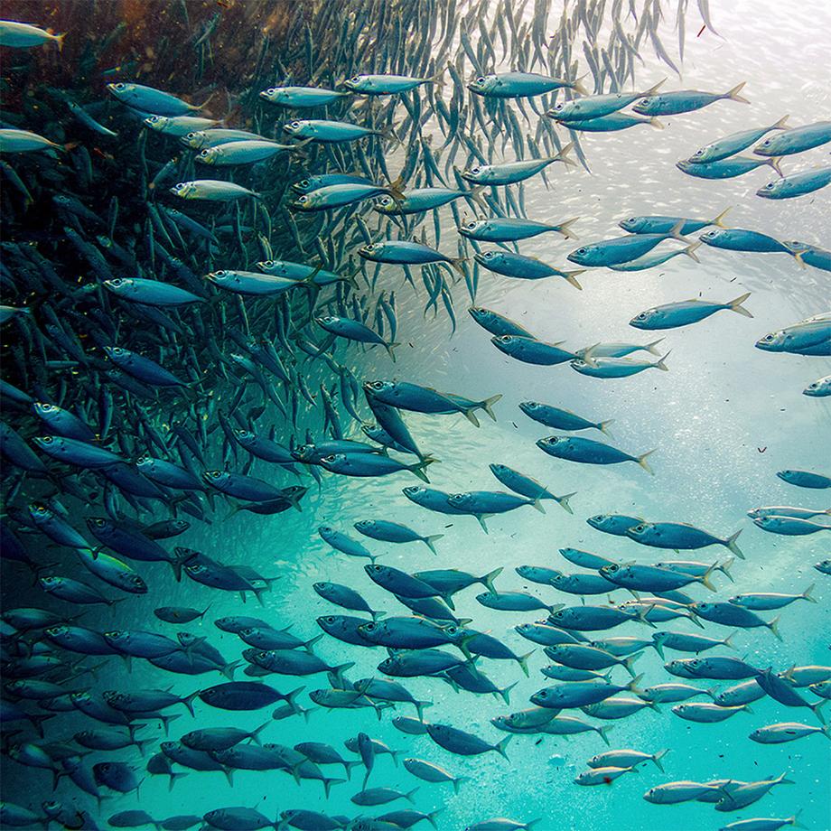 Sekoya Swiss  Omega 3+ | DHA & EPA 