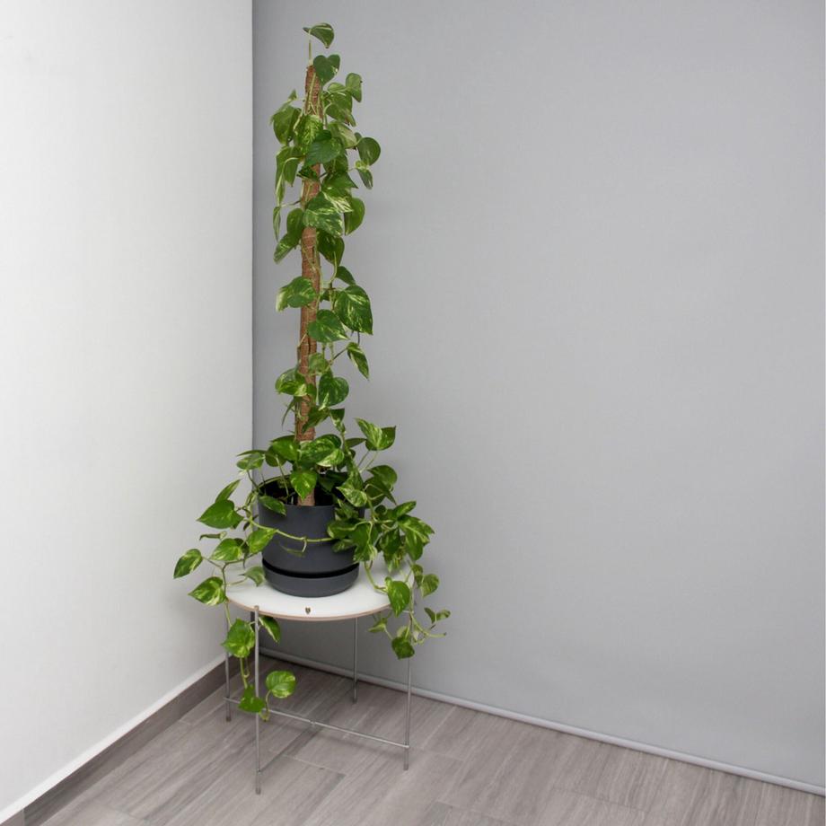 B2X lot de 5 bâtons de noix de coco 90 cm  