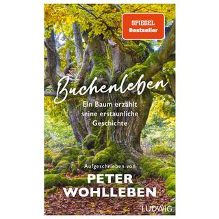 Buchenleben Wohlleben, Peter; Greune, Mascha (Illustrationen) Copertina rigida 