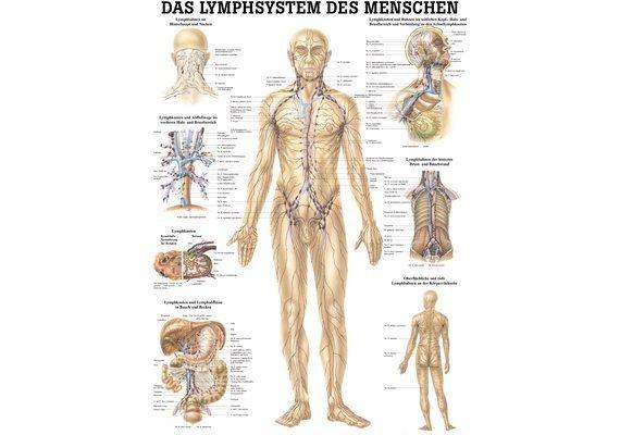 RUEDIGER RÜDIGER Lehrtafel laminiert Lymphsystem 70 x 100 de  