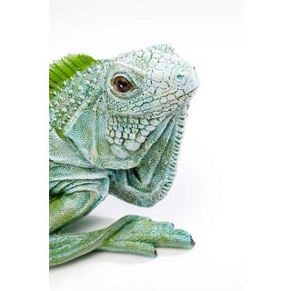 KARE Design  Deko Figur Lizard 35 