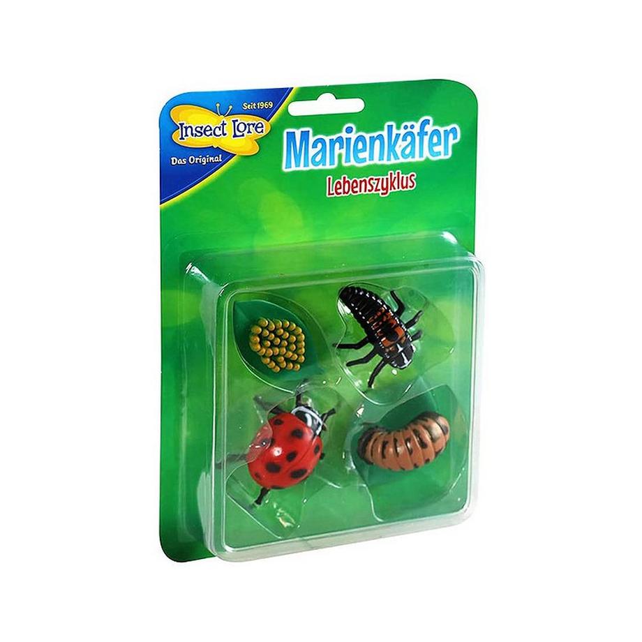 HCM KINZEL  Insect Lore Marienkäfer Lebenszyklus 