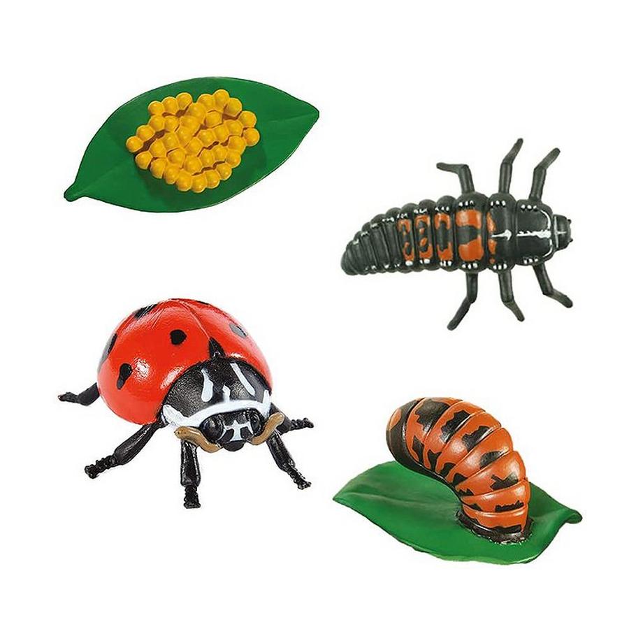 HCM KINZEL  Insect Lore Marienkäfer Lebenszyklus 