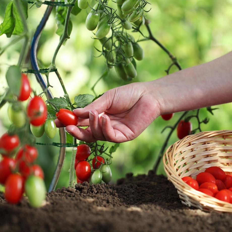 B2X Raccoglitori per piante 23 cm set da 200 pezzi  