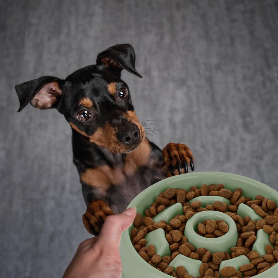 B2X  Anti-Schlingschüssel 550 ml 