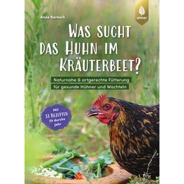 Was sucht das Huhn im Kräuterbeet?