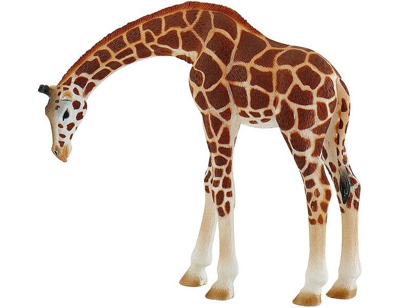 Image of Animal World Giraffe
