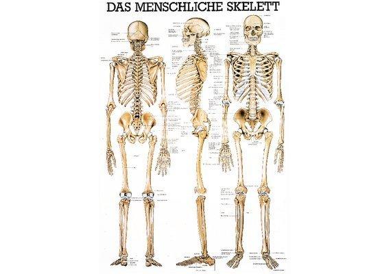 RUEDIGER RÜDIGER Mini-Poster Skelett 23 x 33 de  