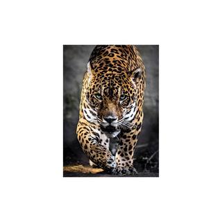 Clementoni  Puzzle Walk of the Jaguar (1000Teile) 